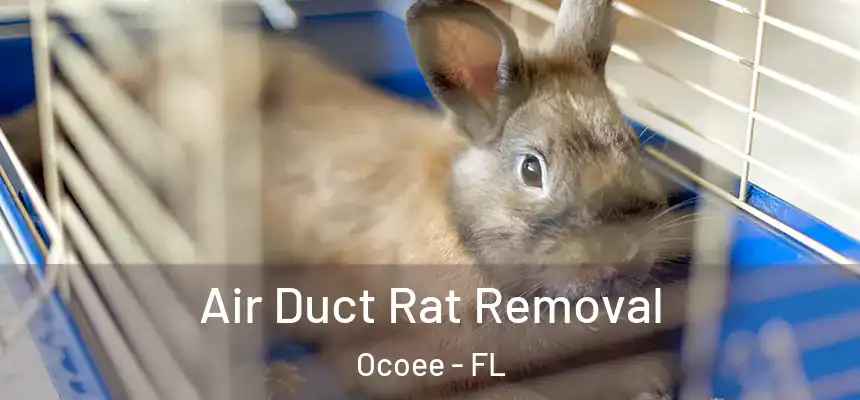 Air Duct Rat Removal Ocoee - FL