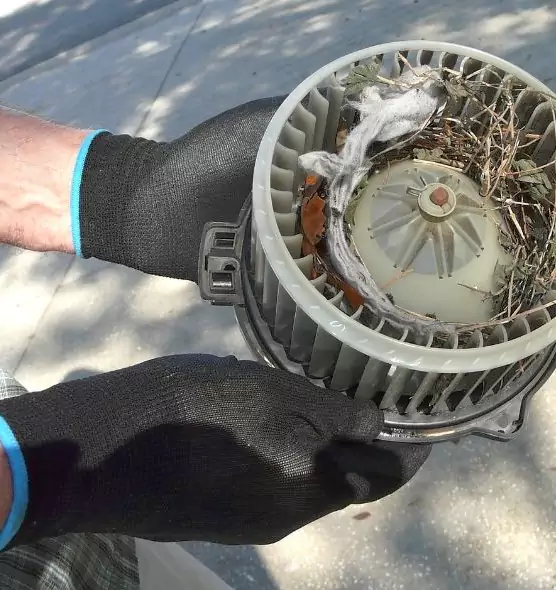 About Air Duct Mice Removal in Ocoee, FL